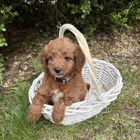 Avi, a female Miniature Goldendoodle for sale in Middlebury, IN – 2 of 4