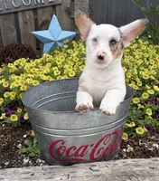 Naomi, a female Pembroke Welsh Corgi for sale in Middlebury, IN – 3 of 4
