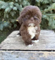 Lucy , a female Shih Tzu for sale in Middlebury, IN – 2 of 4