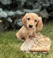 Oliver , a male Miniature Dachshund for sale in Middlebury, IN – 4 of 4