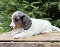 Ozzie, a male Dachshund for sale in Middlebury, IN – 2 of 4