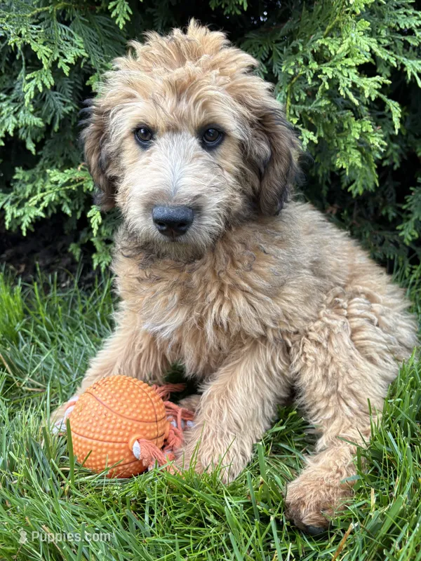Dominic – Whoodle puppy for sale in Middlebury, IN