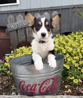Nala, a female Pembroke Welsh Corgi for sale in Middlebury, IN – 2 of 4