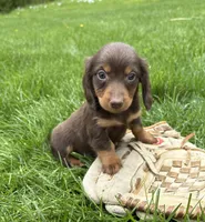Hosea, a male Dachshund for sale in Middlebury, IN – 3 of 4