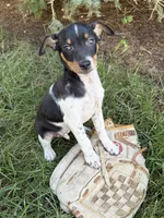 Ruger, a male Rat Terrier for sale in Middlebury, IN – 5 of 5