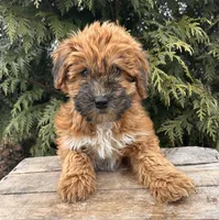 Winnie, a female Whoodle for sale in Middlebury, IN – Photo 3 of 4