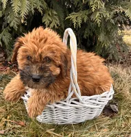 Winnie, a female Whoodle for sale in Middlebury, IN – Photo 2 of 4