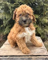 Winnie, a female Whoodle for sale in Middlebury, IN – Photo 1 of 4