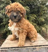 Winnie, a female Whoodle for sale in Middlebury, IN – Photo 4 of 4