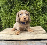 Sebastian , a male Dachshund for sale in Middlebury, IN – 3 of 5