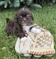 Hazelnut, a female Shih Tzu for sale in Middlebury, IN – 4 of 4