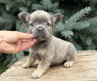 Daisy fluffy, a female French Bulldog for sale in Middlebury, IN – 2 of 4
