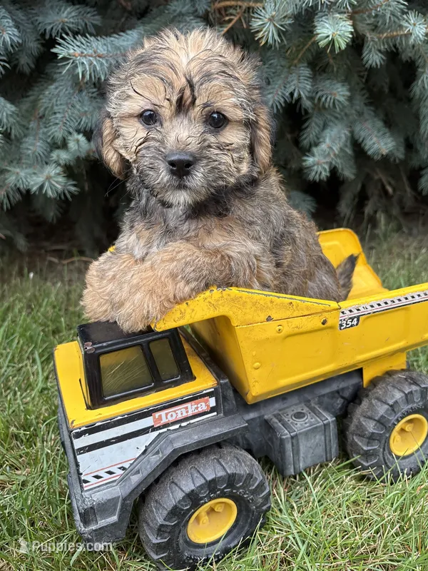Luca – Shorkie puppy for sale in Middlebury, IN