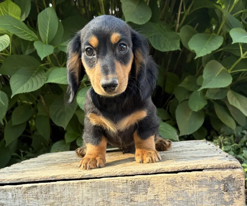 Remington – Dachshund puppy for sale in Middlebury, IN