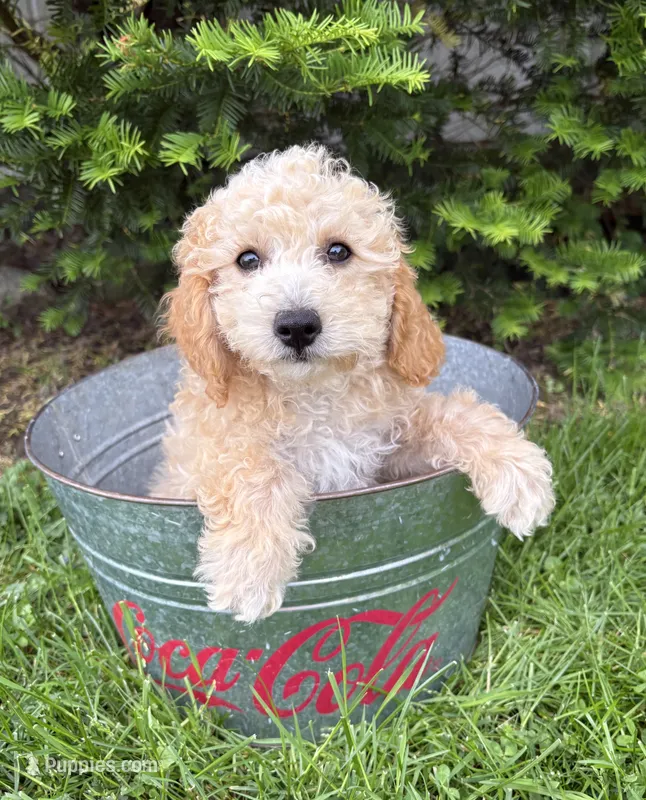 Jace – Bichpoo puppy for sale in Middlebury, IN