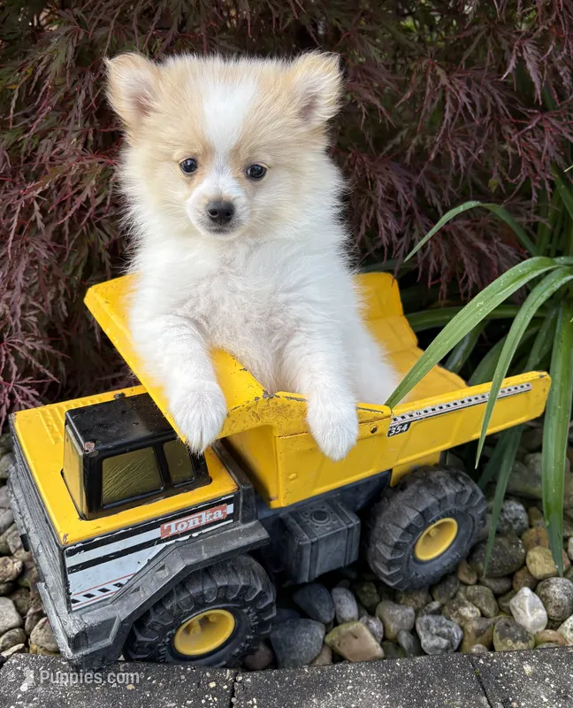 Kai – Pomeranian puppy for sale in Middlebury, IN