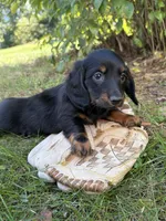 Teddy, a male Dachshund for sale in Middlebury, IN – 2 of 4