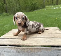 Hilda, a female Dachshund for sale in Middlebury, IN – 4 of 5