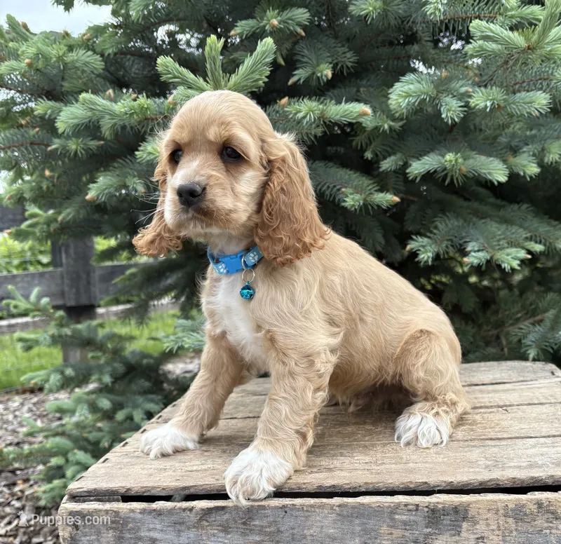 Jed – Cocker Spaniel puppy for sale in Middlebury, IN