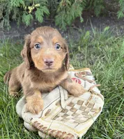 Calihan, a male Dachshund for sale in Middlebury, IN – 5 of 5