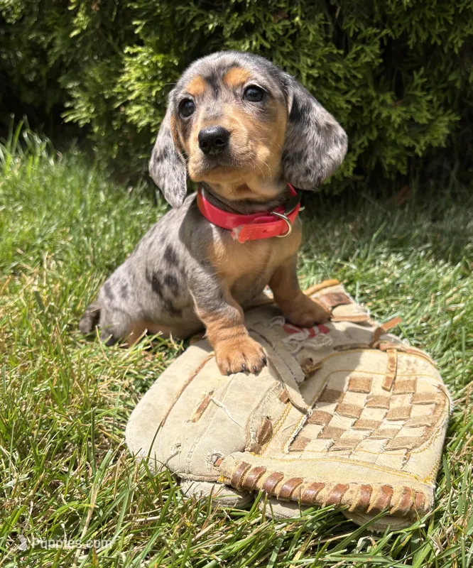 Sophie – Dachshund puppy for sale in Middlebury, IN