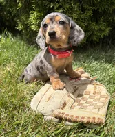 Sophie, a female Dachshund for sale in Middlebury, IN – 1 of 5
