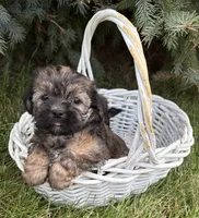 Lacey , a female Shorkie for sale in Middlebury, IN – 5 of 5