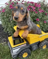 Sullivan , a male Dachshund for sale in Middlebury, IN – 3 of 4