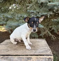 Romeo, a male Rat Terrier for sale in Middlebury, IN – 4 of 4