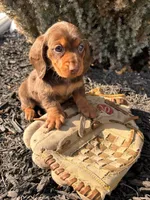 Teddy, a male Miniature Dachshund for sale in Middlebury, IN – Photo 2 of 5