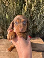 Teddy, a male Miniature Dachshund for sale in Middlebury, IN – Photo 3 of 5