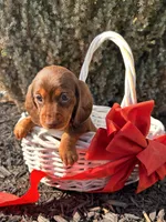Teddy, a male Miniature Dachshund for sale in Middlebury, IN – Photo 1 of 5