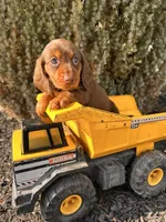 Teddy, a male Miniature Dachshund for sale in Middlebury, IN – Photo 4 of 5