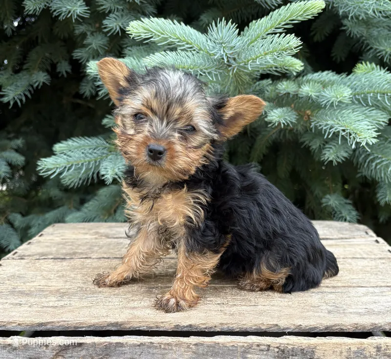 Jinger – Yorkshire Terrier puppy for sale in Middlebury, IN