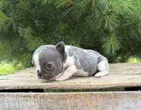 Sheba, a female French Bulldog for sale in Middlebury, IN – 2 of 4