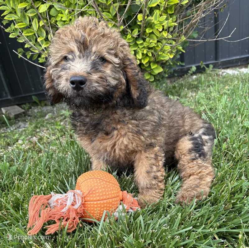 Dolly – Whoodle puppy for sale in Middlebury, IN