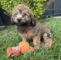 Dolly, a female Whoodle for sale in Middlebury, IN – 1 of 4