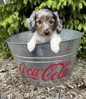 Elsa, a female Dachshund for sale in Middlebury, IN – 1 of 5