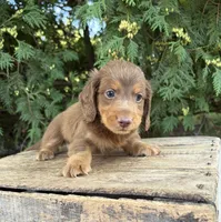 Calihan, a male Dachshund for sale in Middlebury, IN – 3 of 5