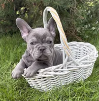 Cici, a female French Bulldog for sale in Middlebury, IN – 2 of 4