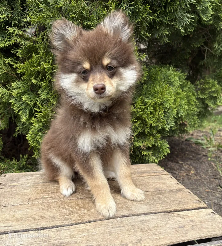 KitKat  – Pomeranian puppy for sale in Middlebury, IN