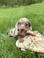 Hilda, a female Dachshund for sale in Middlebury, IN – 5 of 5
