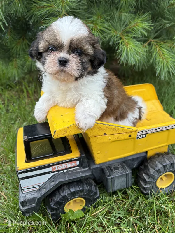 Thomas – Shih Tzu puppy for sale in Middlebury, IN