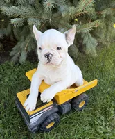 Leo, a male French Bulldog for sale in Middlebury, IN – 4 of 5