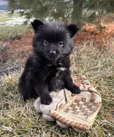 Onyx, a male Pomeranian for sale in Middlebury, IN – Photo 4 of 4