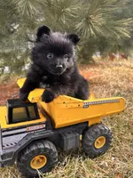 Onyx, a male Pomeranian for sale in Middlebury, IN – Photo 3 of 4
