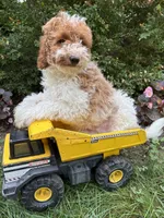 Alex, a male Miniature Goldendoodle for sale in Middlebury, IN – 4 of 4