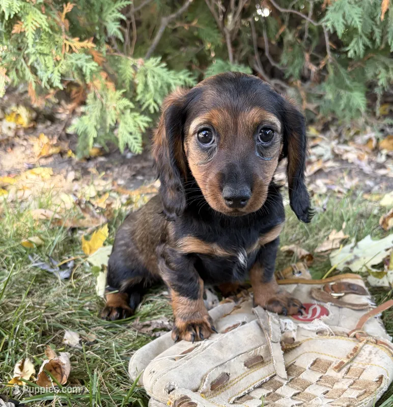 Demi – Dachshund puppy for sale in Middlebury, IN