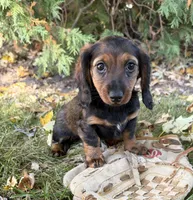 Demi, a female Dachshund for sale in Middlebury, IN – 1 of 4
