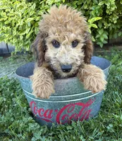 Hardy, a male Whoodle for sale in Middlebury, IN – 4 of 5